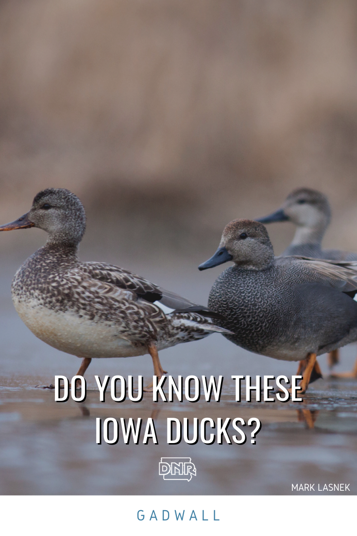 Male gadwall ducks flash a gray-brown color with a black patch at the tail while females wear brown and buff-colored feathers with a thin orange edge on their bills.  |  Iowa DNR